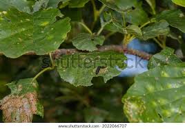 Attēlu rezultāti vaicājumam “Agelastica alni larva”