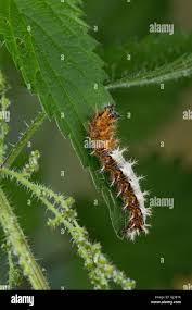 Attēlu rezultāti vaicājumam “Polygonia c-album larva”