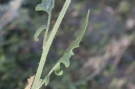 Attēlu rezultāti vaicājumam “Sisymbrium loeselii”