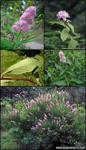 Attēlu rezultāti vaicājumam “Spiraea salicifolia”