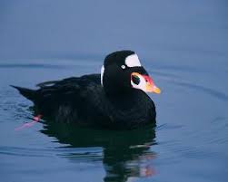 Image result for Melanitta perspicillata