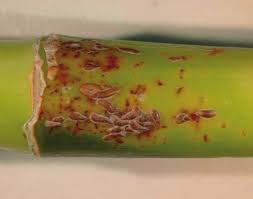 Attēlu rezultāti vaicājumam “Lepidosaphes ulmi imago”