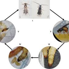 Attēlu rezultāti vaicājumam “Euura brevicornis larva”