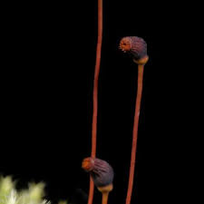 Attēlu rezultāti vaicājumam “Philonotis fontana sporophyte”