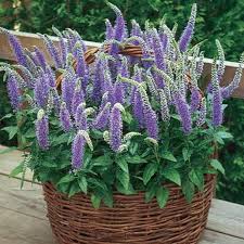 Attēlu rezultāti vaicājumam “Veronica spicata fruit”