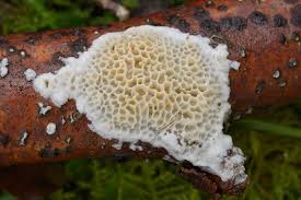 Attēlu rezultāti vaicājumam “Dichomitus campestris”