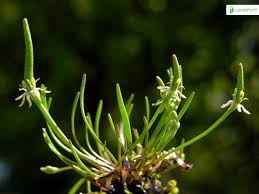 Attēlu rezultāti vaicājumam “Myosurus minimus flower”