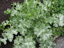 Image result for Echinops spaerocephalus