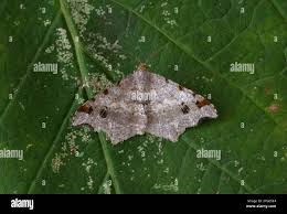 Attēlu rezultāti vaicājumam “Macaria alternata”