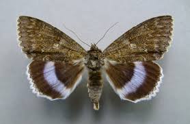 Attēlu rezultāti vaicājumam “Catocala fraxini”