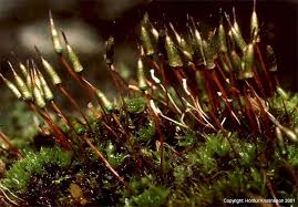 Attēlu rezultāti vaicājumam “Encalypta”