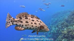 Image result for Epinephelus tukula