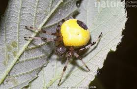 Attēlu rezultāti vaicājumam “Araneus marmoreus”