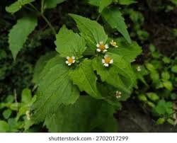 Attēlu rezultāti vaicājumam “Galinsoga quadriradiata leaf”