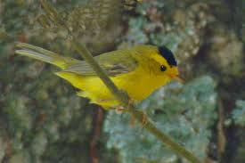 Image result for Wilsonia citrina