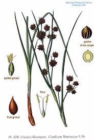 Attēlu rezultāti vaicājumam “Cladium mariscus fruit”