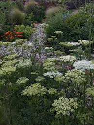 Attēlu rezultāti vaicājumam “Cenolophium denudatum leaf”