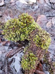 Attēlu rezultāti vaicājumam “Fissidens adianthoides”