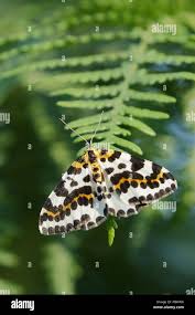 Attēlu rezultāti vaicājumam “Abraxas grossulariata imago”