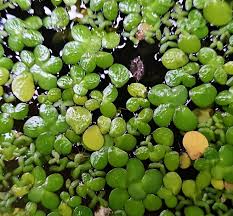 Attēlu rezultāti vaicājumam “Spirodela polyrhiza”