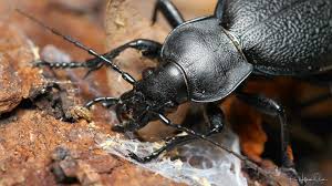 Attēlu rezultāti vaicājumam “Carabus coriaceus”