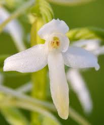 Attēlu rezultāti vaicājumam “Dactylorhiza maculata bud”