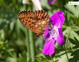 Attēlu rezultāti vaicājumam “Brenthis ino upperside”