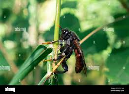 Attēlu rezultāti vaicājumam “Cimbex femoratus imago”