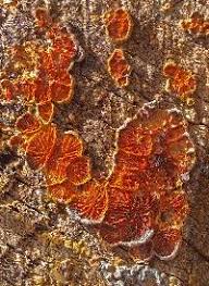 Attēlu rezultāti vaicājumam “Pseudomerulius aureus”