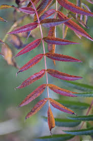 Attēlu rezultāti vaicājumam “Sorbus aucuparia leaf”