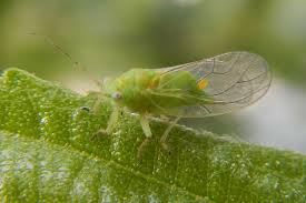 Attēlu rezultāti vaicājumam “Psylla alni”