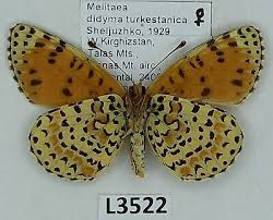 Attēlu rezultāti vaicājumam “Melitaea didyma”