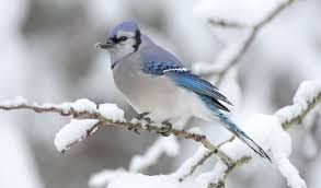 Attēlu rezultāti vaicājumam “Passeriformes”