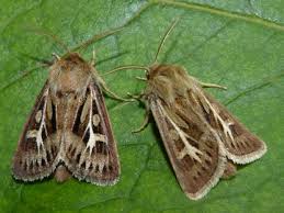 Attēlu rezultāti vaicājumam “Cerapteryx graminis”