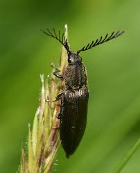 Attēlu rezultāti vaicājumam “Ctenicera pectinicornis male”