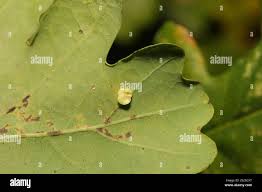 Attēlu rezultāti vaicājumam “Neuroterus albipes”