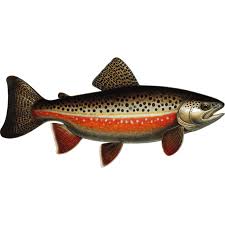Image result for Salvelinus fontinalis