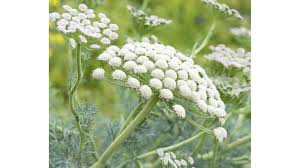 Attēlu rezultāti vaicājumam “Umbelliferae”