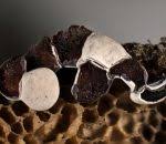 Attēlu rezultāti vaicājumam “Diderma rufostriatum”