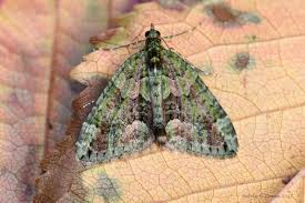 Attēlu rezultāti vaicājumam “Chloroclysta siterata”