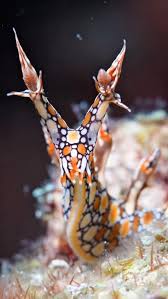 ผลการค้นหารูปภาพสำหรับ Bornella Anguilla