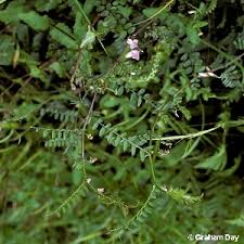 Attēlu rezultāti vaicājumam “Vicia sylvatica flower”