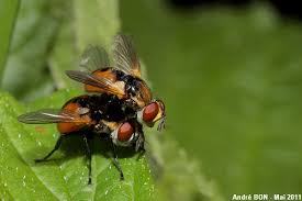 Attēlu rezultāti vaicājumam “Gymnosoma sp.”