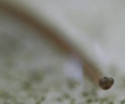 Attēlu rezultāti vaicājumam “Gordius aquaticus”