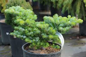 Attēlu rezultāti vaicājumam “Abies veitchii”