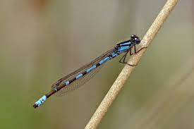 Attēlu rezultāti vaicājumam “Enallagma cyathigerum male”