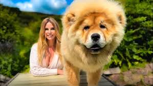 Znalezione obrazy dla zapytania chow