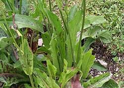 Attēlu rezultāti vaicājumam “Hypochaeris maculata”