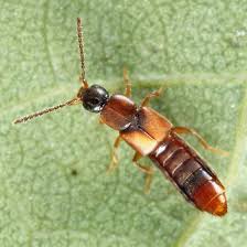 Billedresultat for rovbille