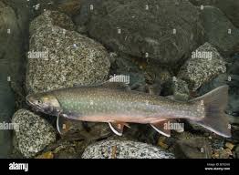 Image result for Salvelinus malma